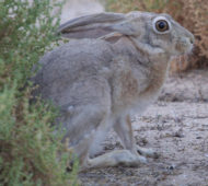 Cape Hare (Lepus capensis arabicus)