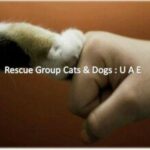 Profile picture of Save Stray Cats in Ajman
